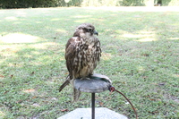 Image 001