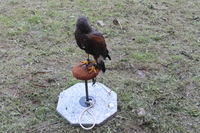 Image 001