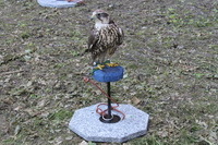 Image 001