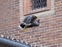 Image 001