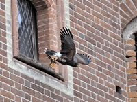 Image 001